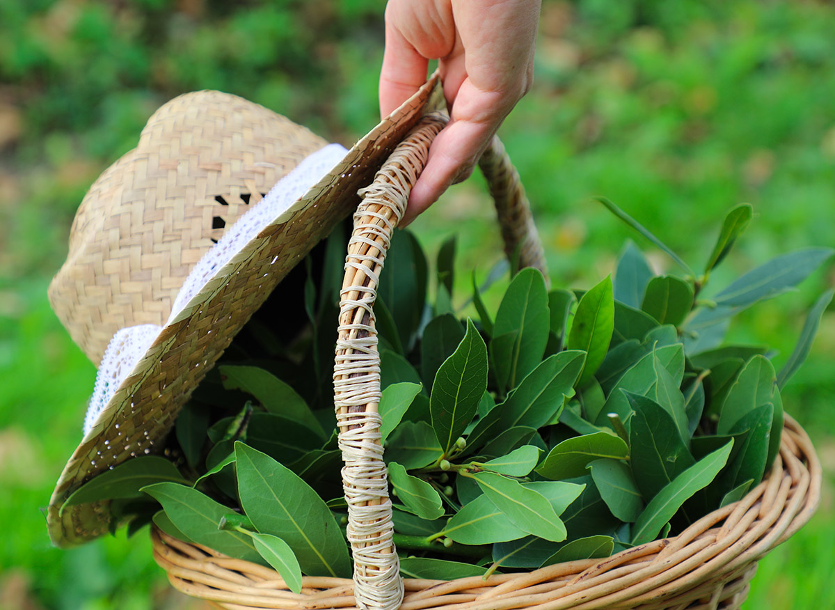 Herbes aromatiques laurier panier